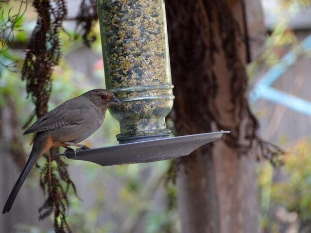 Ethical Wildlife Feeding: Supporting Animals in California Gardens