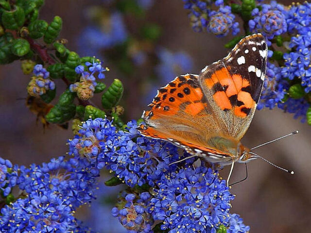 California Pollinator Plants: Nectar Flowers for Bees, Butterflies and Hummingbirds