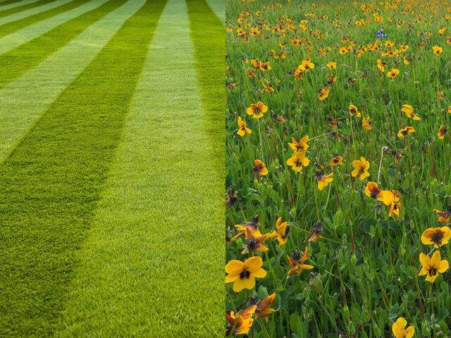 Lawn Removal and Replacement: Guide to California Wildlife Gardens