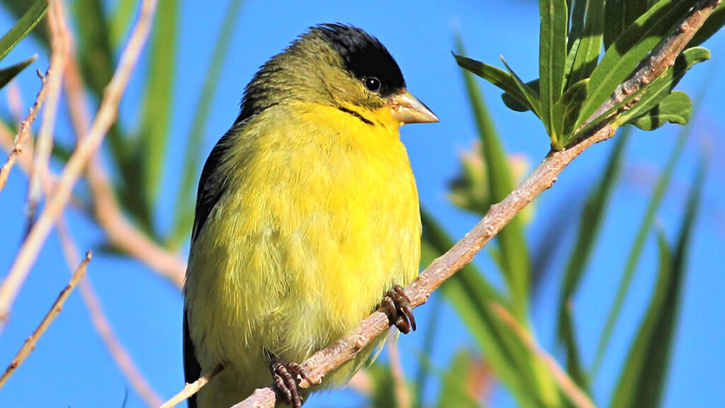 Lesser Goldfinch